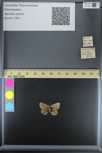 Media type: image;   Entomology 213267